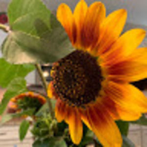 Meet your Posher, Leah